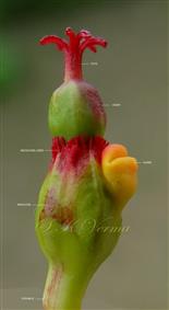  Cyathium